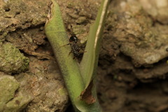 Stictoponera bicolor