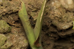 Stictoponera bicolor