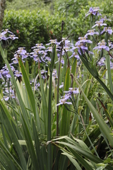 Trimezia coerulea