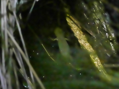 Pleurodelinae