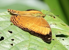 Cirrochroa emalea