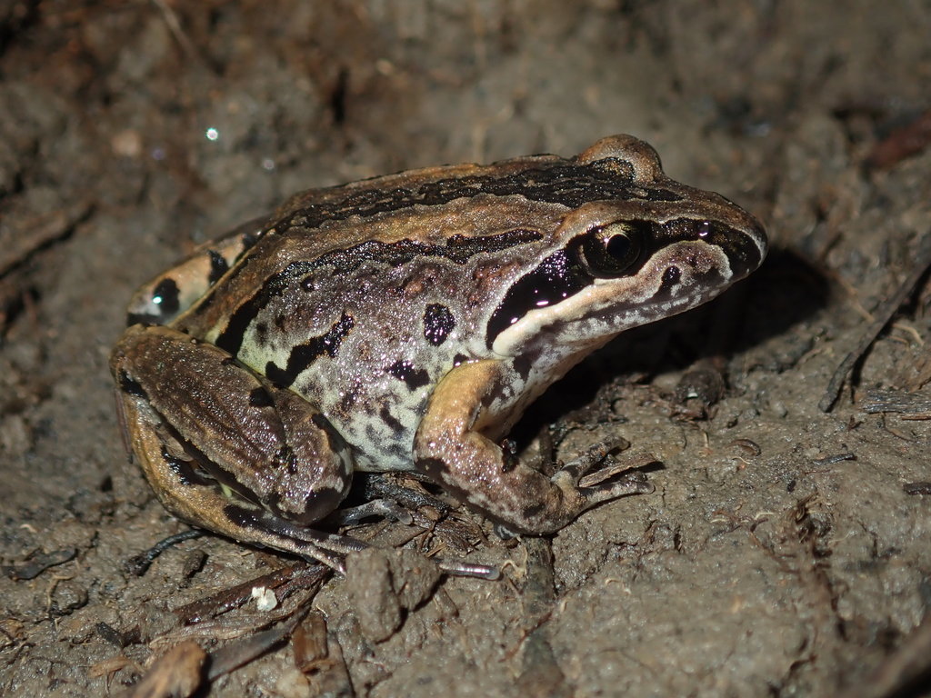 Striped Marsh Frog from Parramatta - South, New South Wales, Australia ...