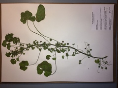 Malva neglecta