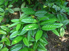 Camellia nitidissima