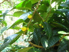 Camellia nitidissima