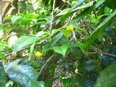 Camellia nitidissima