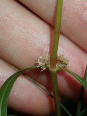 Alternanthera denticulata