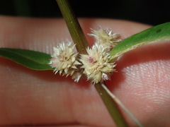 Alternanthera denticulata