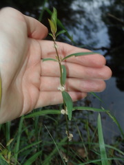 Alternanthera denticulata