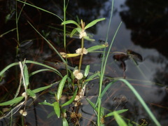 Alternanthera denticulata