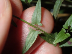 Scutellaria racemosa
