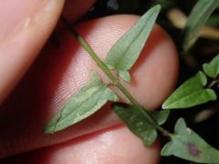 Scutellaria racemosa