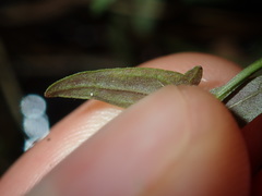 Scutellaria racemosa