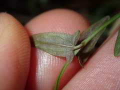Scutellaria racemosa