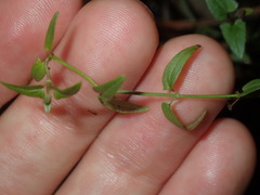 Scutellaria racemosa