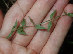 Scutellaria racemosa