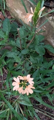 Crossandra mucronata