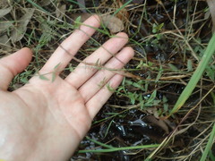 Scutellaria racemosa