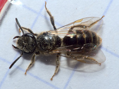 Lasioglossum