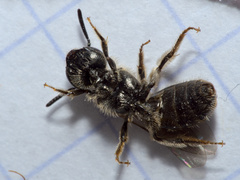 Lasioglossum