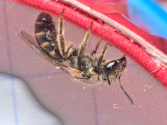 Lasioglossum