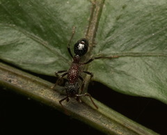 Stictoponera bicolor