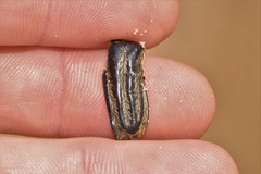 Trichaulax philipsii