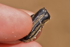 Trichaulax philipsii