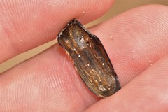 Trichaulax philipsii