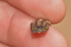 Trichaulax philipsii