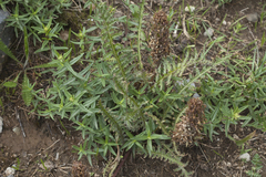 Pedicularis olgae