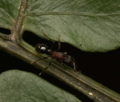 Stictoponera bicolor