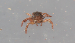 Thomisus scrupeus