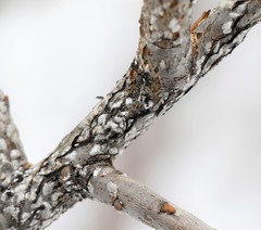 Chionaspis salicis