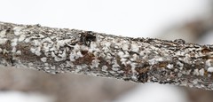 Chionaspis salicis