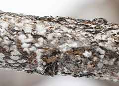 Chionaspis salicis