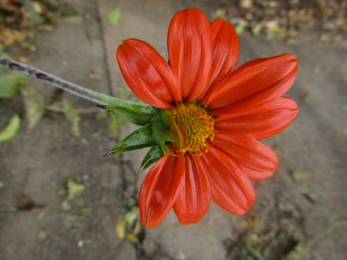 Tithonia rotundifolia