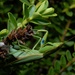 New Zealand Mantis - Photo (c) Jon Sullivan, some rights reserved (CC BY)