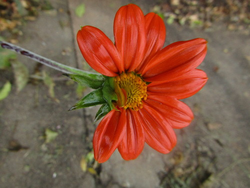 Tithonia rotundifolia