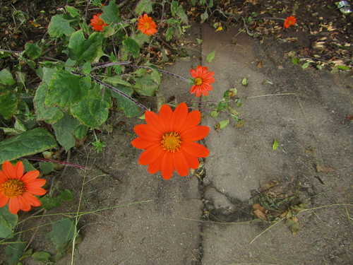 Tithonia rotundifolia