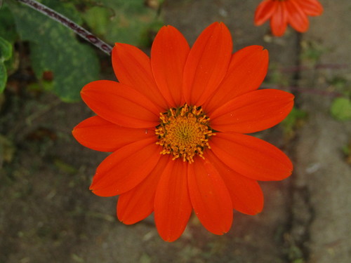 Tithonia rotundifolia