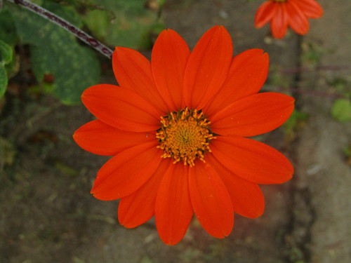 Tithonia rotundifolia