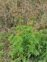 Scrophularia sambucifolia