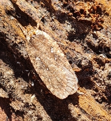 Agonopterix heracliana