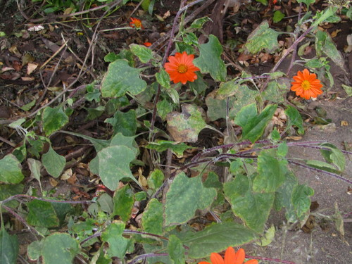 Tithonia rotundifolia