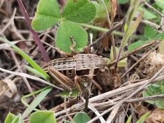 Pycnogaster gaditana