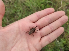 Pycnogaster gaditana