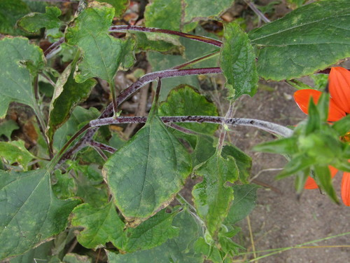 Tithonia rotundifolia