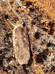 Agonopterix heracliana