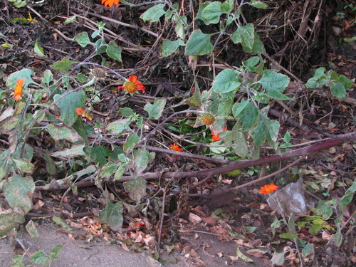 Tithonia rotundifolia